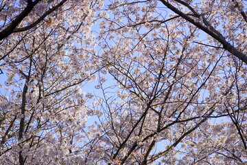 Obraz premium 満開の桜