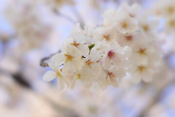 満開の桜