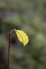 Single yellow autumn leaf on a thin branch with soft bokeh background