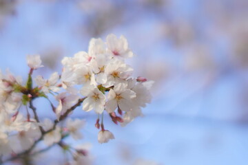 満開の桜