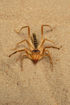 Macro photo of a pale wind scorpion &mdash; also known as sun-spider or camel spider (order Solifugae).