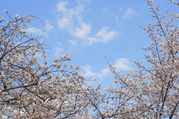 満開の桜