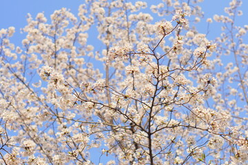 満開の桜