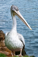 P&eacute;lican au bord de l'&eacute;tang, regardant vers l'avant