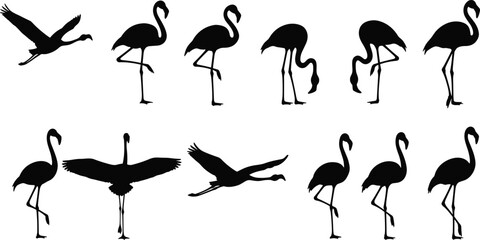Flamingo silhouettes standing and flying, elegant tropical birds, wildlife vector illustration, isolated black shapes, nature design elements for decoration and creativity