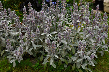 Woolly gourd plant in summer