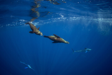 A group of sea lions is hunting a school of sardines. California sea lions near the coast of Baja California feed on sardines during the run.