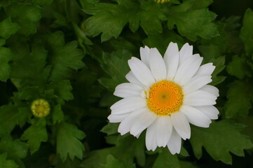 カンシロギク（寒白菊・ノースポールギク）