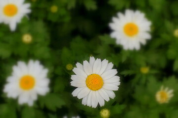 カンシロギク（寒白菊・ノースポールギク）