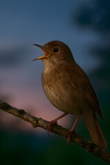 Obraz premium Bird nightingale perched on a tree branch surrounded by soft forest light and layered foliage creating a calm woodland atmosphere with natural textures emphasizing delicate feathers