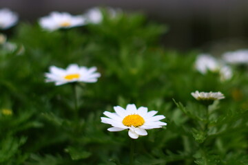 カンシロギク（寒白菊・ノースポールギク）