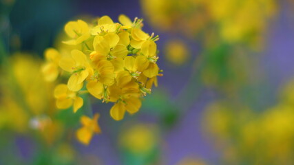 セイヨウアブラナ