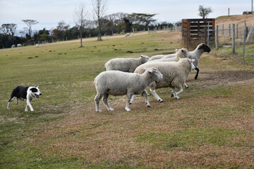 羊と牧羊犬