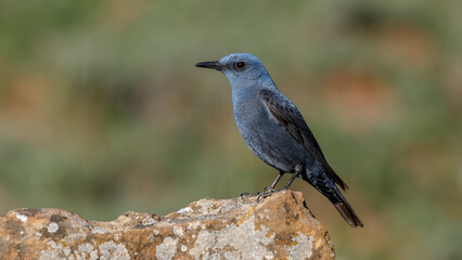 Gökardıç - Blue Rock Thrush bird perching on a rock