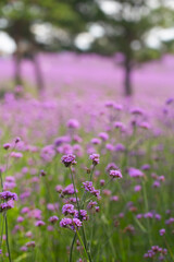Obraz premium Purple verbena flowers blooming in the garden