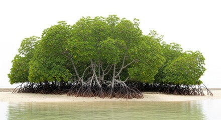 Isolated cluster of vibrant green mangrove trees with intricate roots on a sandy shore