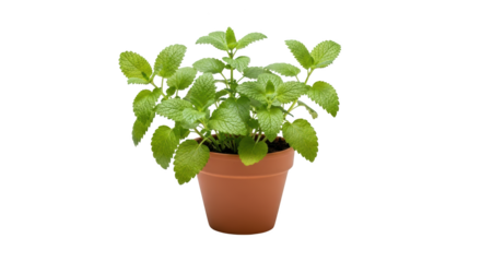 Detailed representation of fresh green potted lemon balm herb plant highlighting plant, herb, green in realistic
