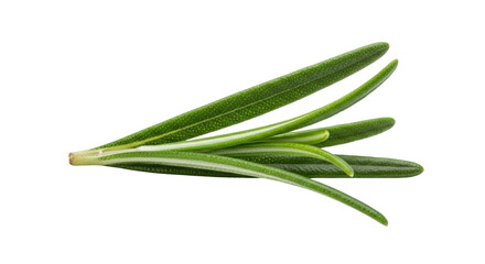 Fototapeta premium Professional fresh rosemary sprig isolated on white showing rosemary, herb, spice suitable for corporate presentation, editorial