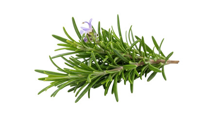 Fototapeta premium Fresh rosemary sprig with delicate purple flower detailed photography expressing rosemary, herb, plant designed for promotional,