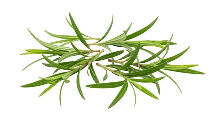 Fototapeta premium Fresh rosemary sprigs isolated on white background concept illustrating rosemary, herb, herbs created for business, marketing,