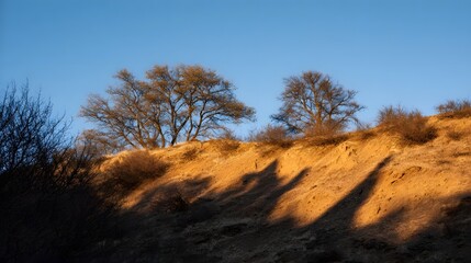 Golden hour light illuminates a dry grassy hillside with bare trees casting long shadows under a clear blue sky
