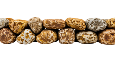 Collection of small patterned seashells isolated on transparent background