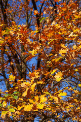 Bunt verfärbte Eichenblätter im Herbst an einem Baum