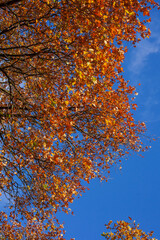 Bunt verfärbte Eichenblätter im Herbst an einem Baum