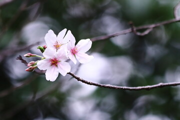 美しい桜の風景