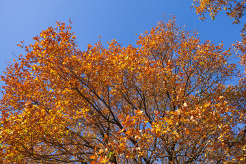 Bunt verfärbte Eichenblätter im Herbst an einem Baum