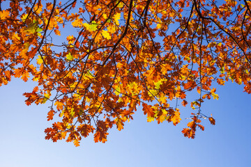 Bunt verfärbte Eichenblätter im Herbst an einem Baum