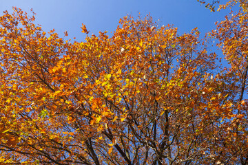 Bunt verfärbte Eichenblätter im Herbst an einem Baum