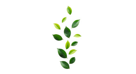 Vertical arrangement of green leaves isolated on transparent background