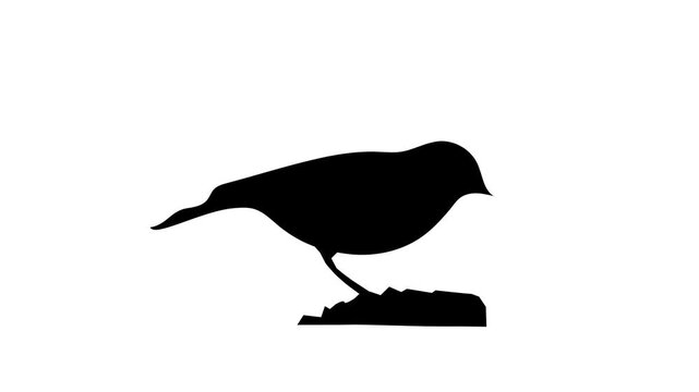 a bird silhouette animation
