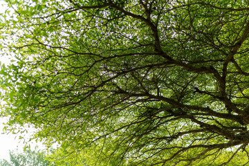 Sunlight filtering through green leaves and tree canopies, creating a calm natural background.