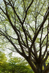 Obraz premium Sunlight filtering through green leaves and tree canopies, creating a calm natural background.