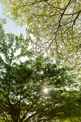 Sunlight filtering through green leaves and tree canopies, creating a calm natural background.