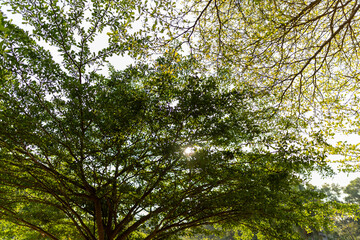 Obraz premium Sunlight filtering through green leaves and tree canopies, creating a calm natural background.