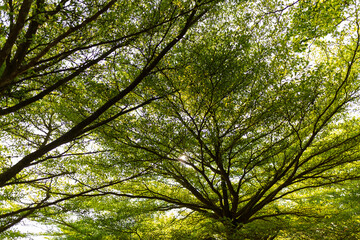 Fototapeta premium Sunlight filtering through green leaves and tree canopies, creating a calm natural background.