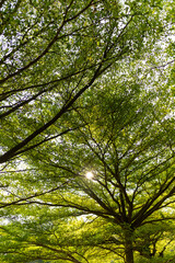 Fototapeta premium Sunlight filtering through green leaves and tree canopies, creating a calm natural background.
