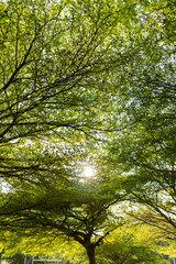 Sunlight filtering through green leaves and tree canopies, creating a calm natural background.