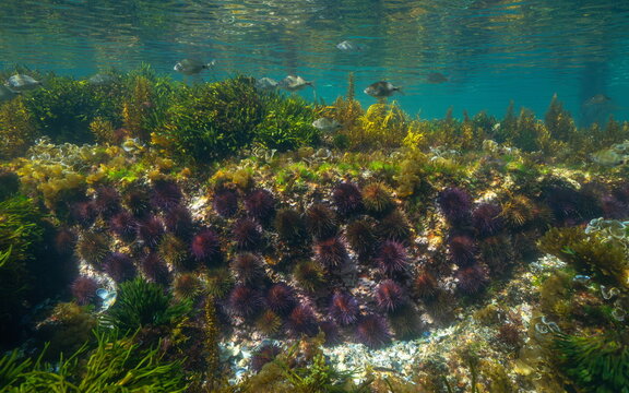 Sea urchins with fish and algae underwater in the Atlantic ocean ( purple sea urchin Paracentrotus lividus), natural scene, Spain, Galicia, Rias Baixas