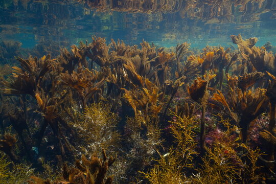 Underwater seascape in the Atlantic ocean in Autumn, kelp seaweed (Saccorhiza polyschides alga), natural scene, Spain, Galicia, Rias Baixas