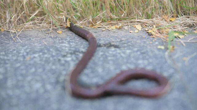 earthworm crawling on the ground