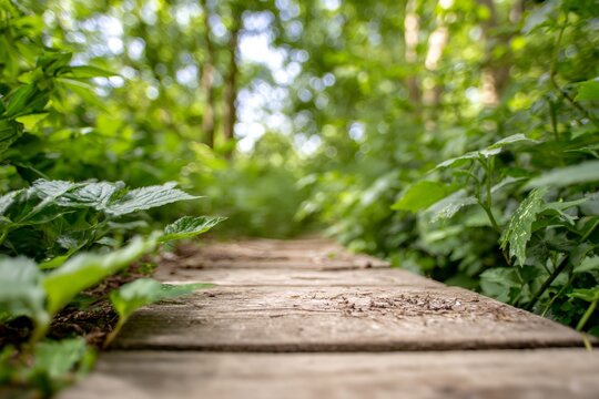 Wooden bridge with a path in the middle