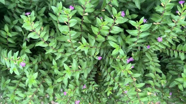 Dense Green Shrub Background with Small White Cuphea Hyssopifolia Flowers.