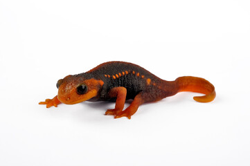 juvenile Himalayan newt // junger Birma-Krokodilmolch (Tylototriton verrucosus) 