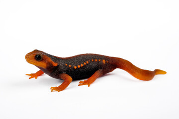 Obraz premium juvenile Himalayan newt // junger Birma-Krokodilmolch (Tylototriton verrucosus) 