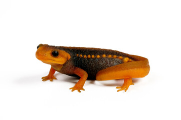 Himalayan newt // Geknöpfter Birma-Krokodilmolch (Tylototriton verrucosus) 