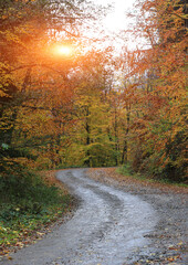 road in autumn forest